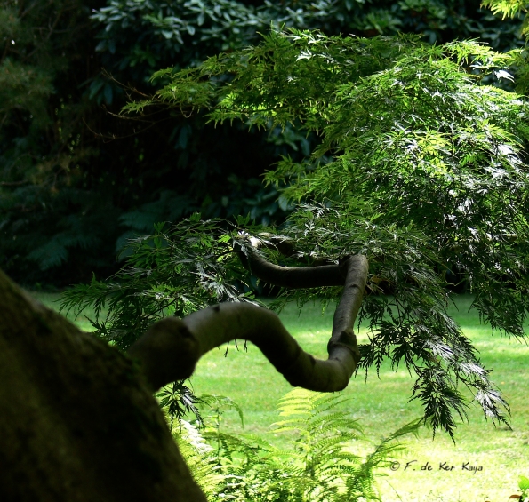 Bois des Moutiers  (60) Summer 2012